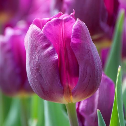 [FL012] Tulipes assorties par 10